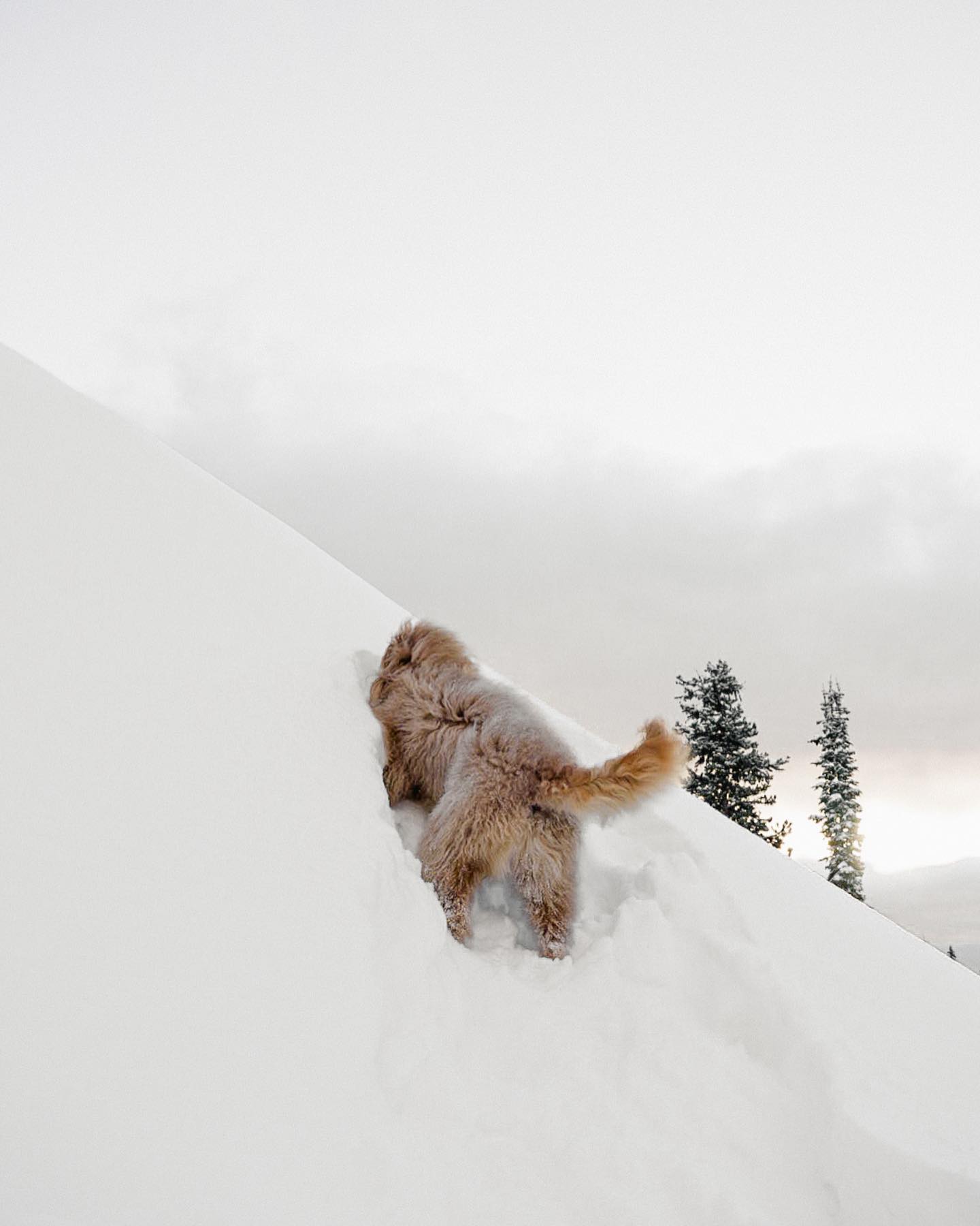 Fisher climbing deep snow