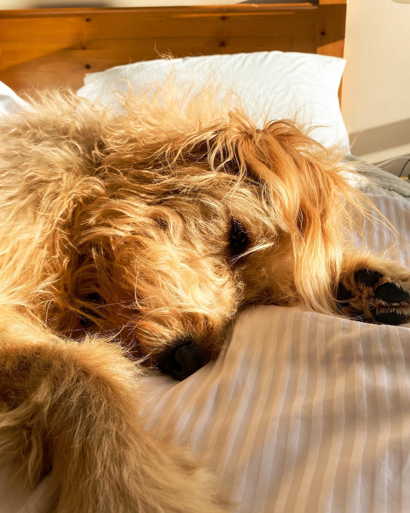 Fisher sleeping on bed