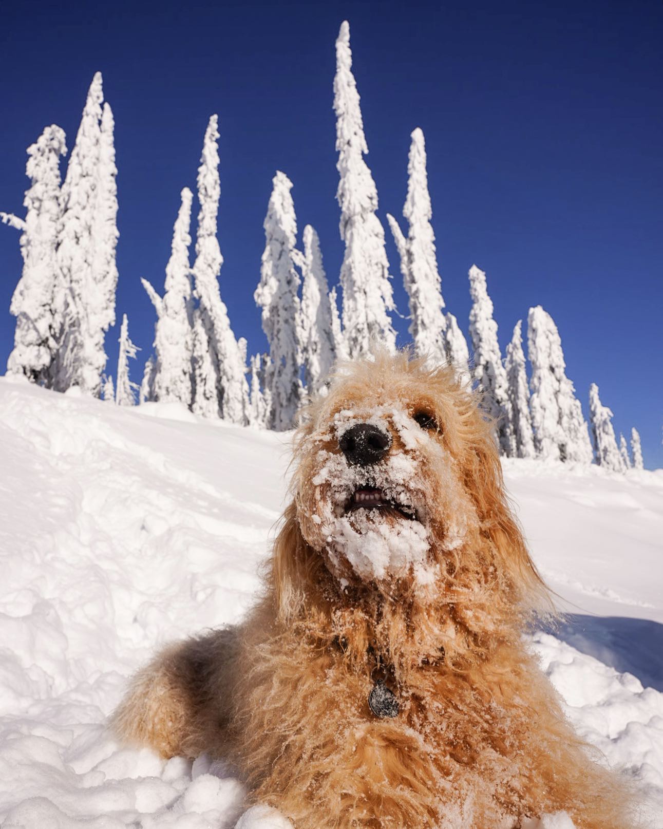 Fisher in the snow with frosty trees