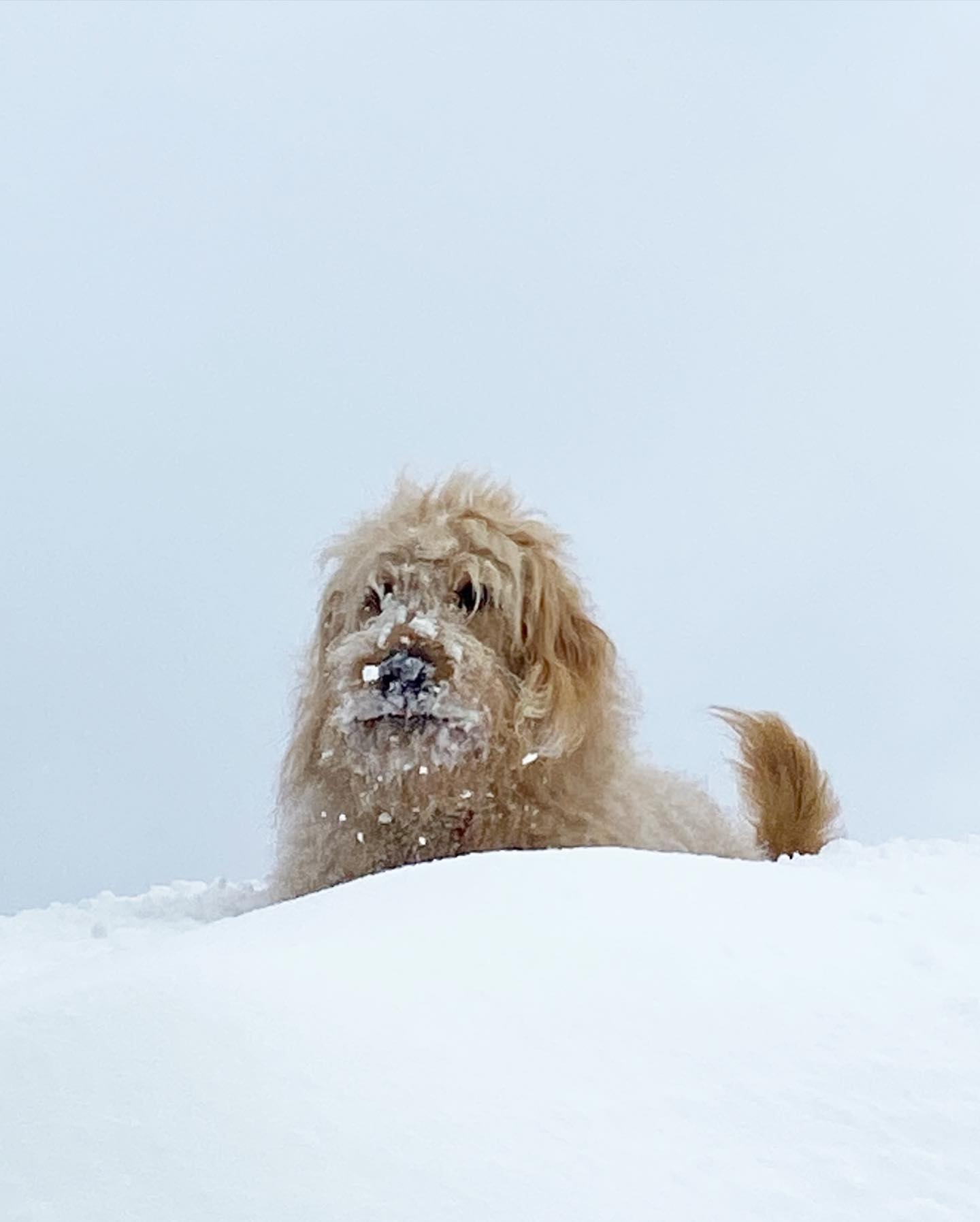 Fisher peeking over snow